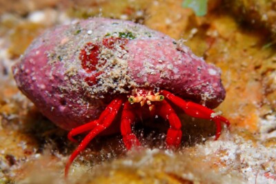 Espèce : red reef hermit