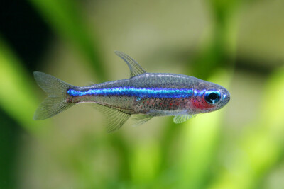 Paracheirodon simulans Characidae