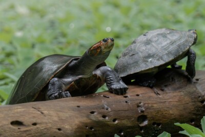 Giant South American Turtle Podocnemididae