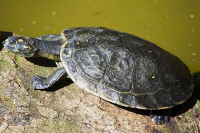 Yellow-spotted Amazon River Turtle Podocnemididae