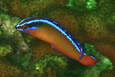 Espèce : Pseudochromis aldabraensis