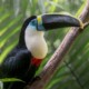 picture of Ramphastos tucanus