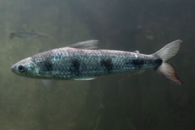 Schizodon fasciatus Anostomidae
