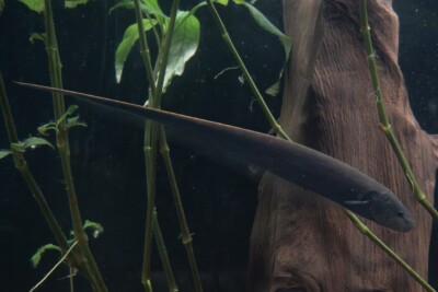 longtail knifefish Sternopygidae