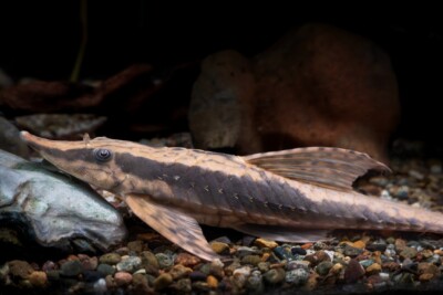 Sturisoma nigrirostrum Loricariidae