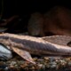 picture of Sturisoma nigrirostrum