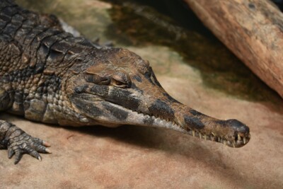 false gharial Crocodylidae