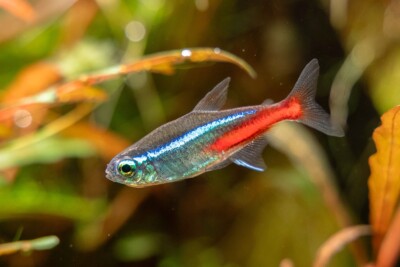 Neon Tetra Characidae