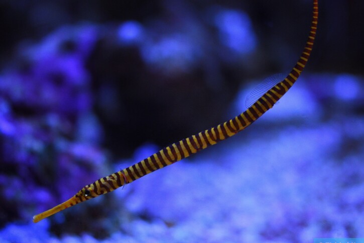 Dunckerocampus pessuliferus - yellowbanded pipefish