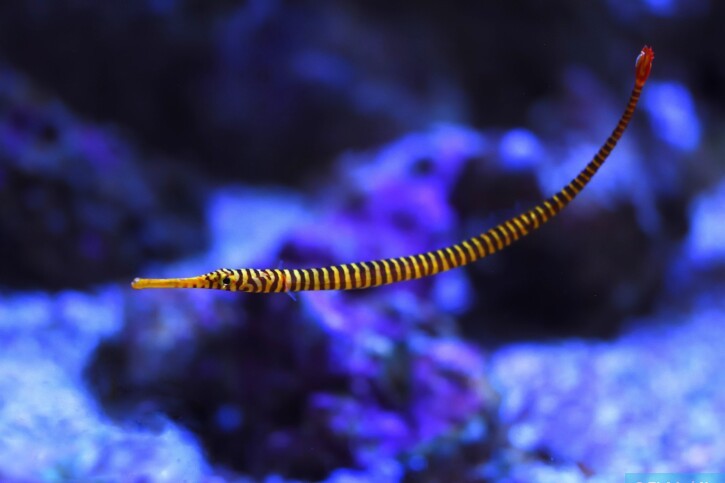 Dunckerocampus pessuliferus - yellowbanded pipefish
