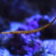picture of Dunckerocampus pessuliferus