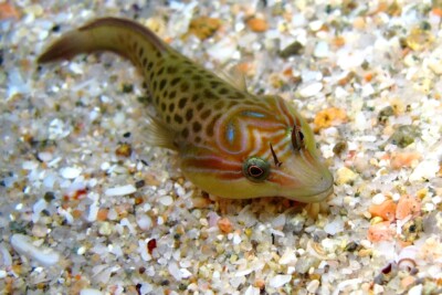 shore clingfish Gobiesocidae