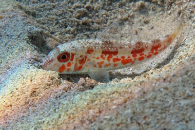 red mullet Mullidae