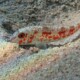 picture of Mullus barbatus