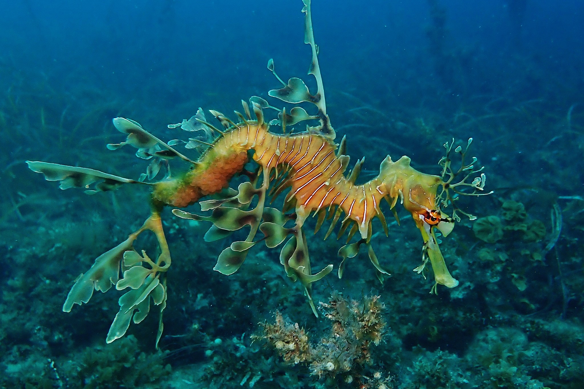 Phycodurus eques