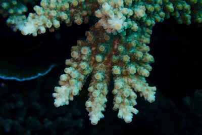 branch Coral Acroporidae