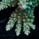 picture of Acropora florida
