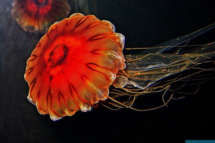 Chrysaora pacifica - Japanese sea bettle