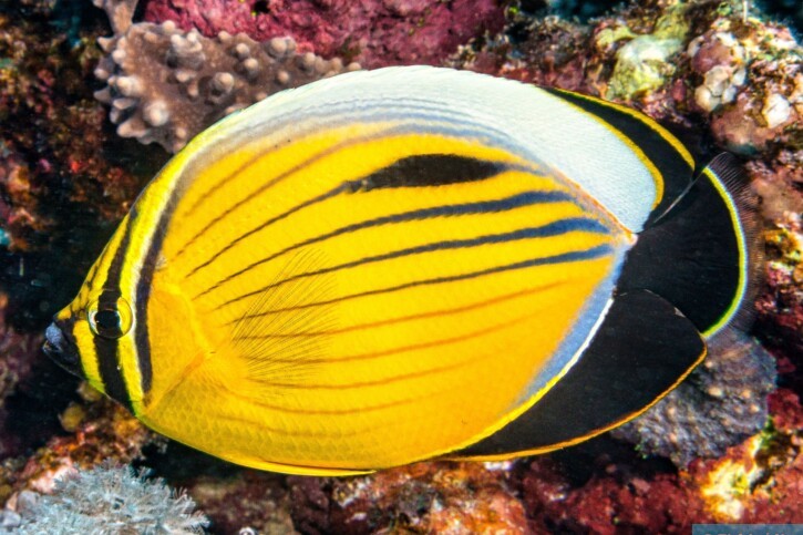 Chaetodon austriacus - blacktail butterflyfish
