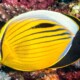 picture of Chaetodon austriacus