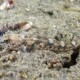 picture of Pomatoschistus marmoratus