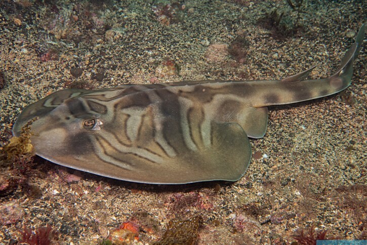 Trygonorrhina fasciata - eastern fiddler ray