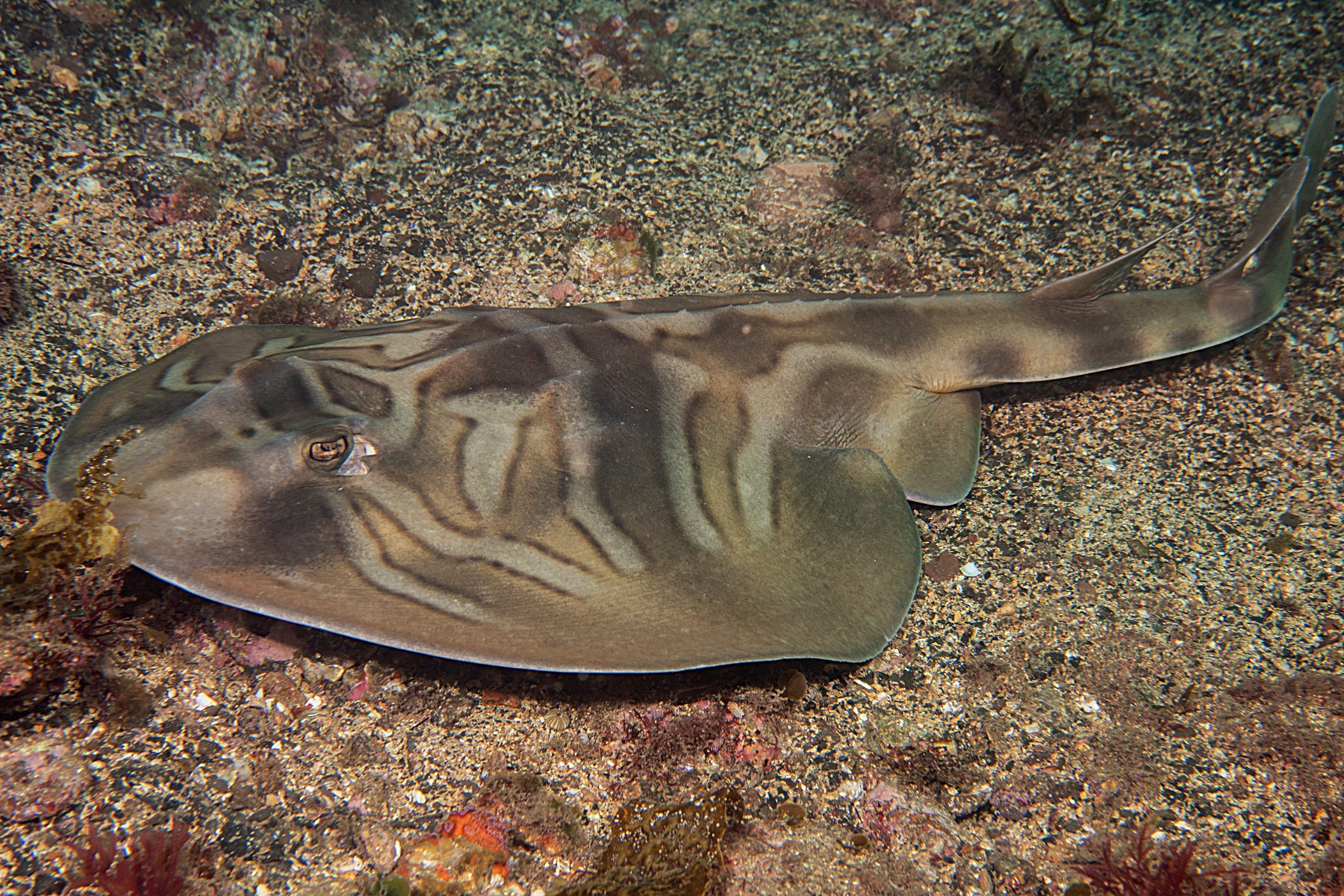 Trygonorrhina fasciata