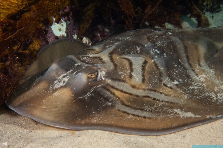 Trygonorrhina fasciata - eastern fiddler ray